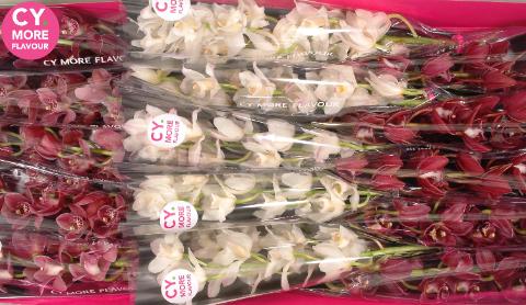 Срезанные цветы оптом Minicymbidium mix love от 15шт из Голландии с доставкой по России