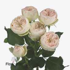 Срезанные цветы оптом Rosa sp mansfield park от 20шт из Голландии с доставкой по России