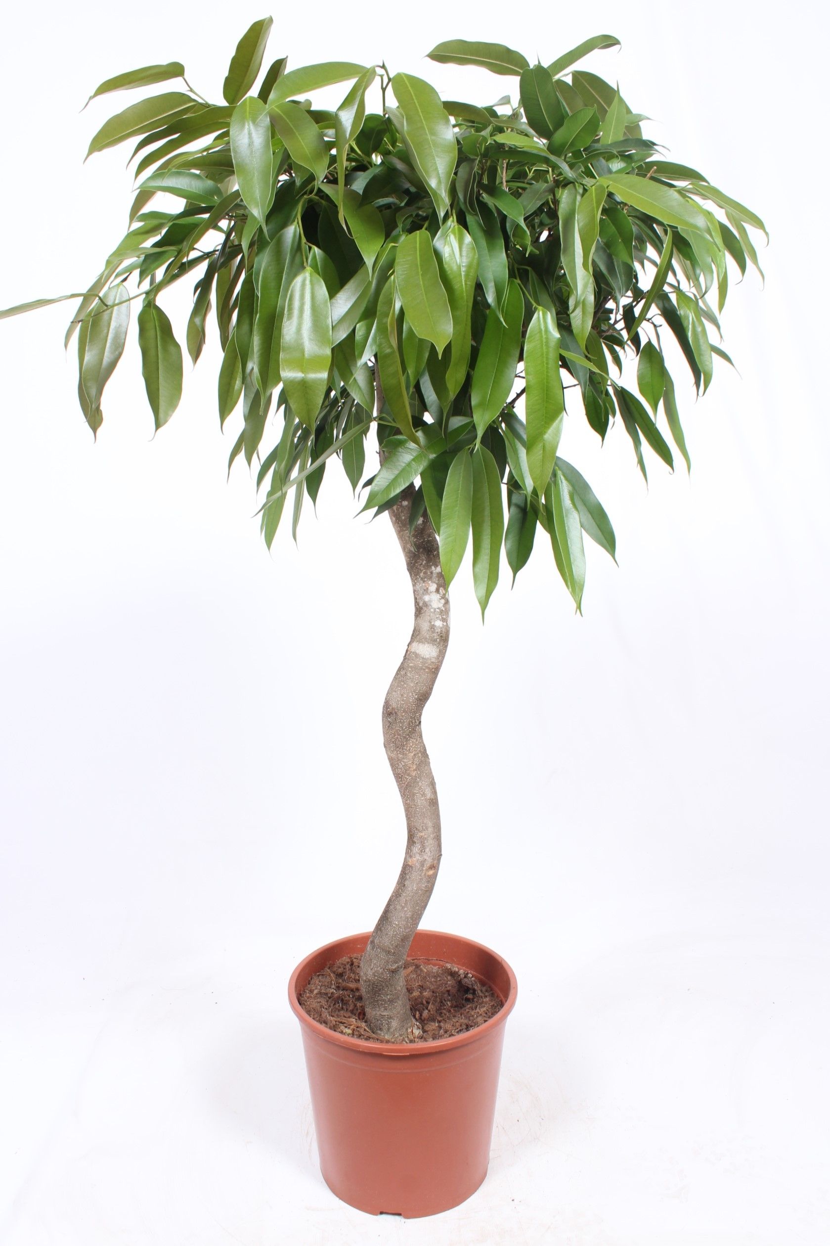 Горшечные цветы и растения оптом Ficus Bin Amstel King Spiral от 1шт из Голландии с доставкой по России