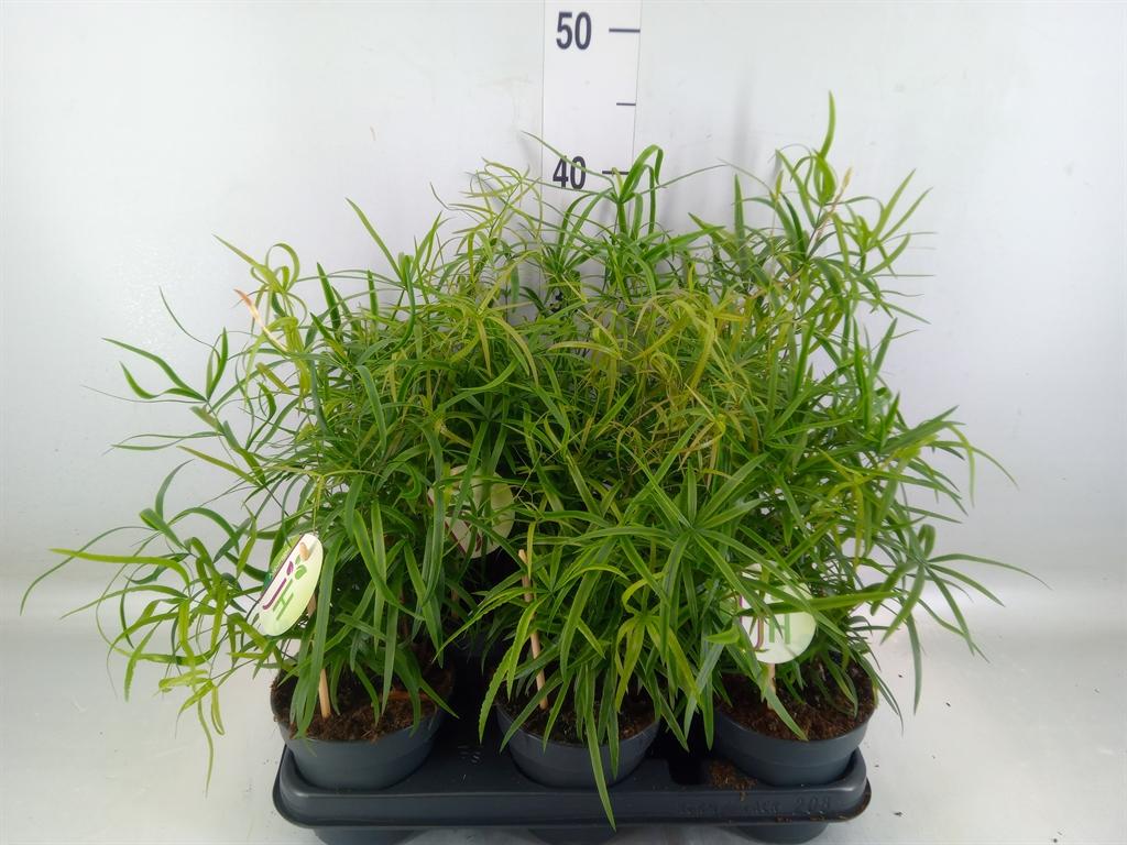 Горшечные цветы и растения оптом Asparagus Falcatus от 8шт из Голландии с доставкой по России