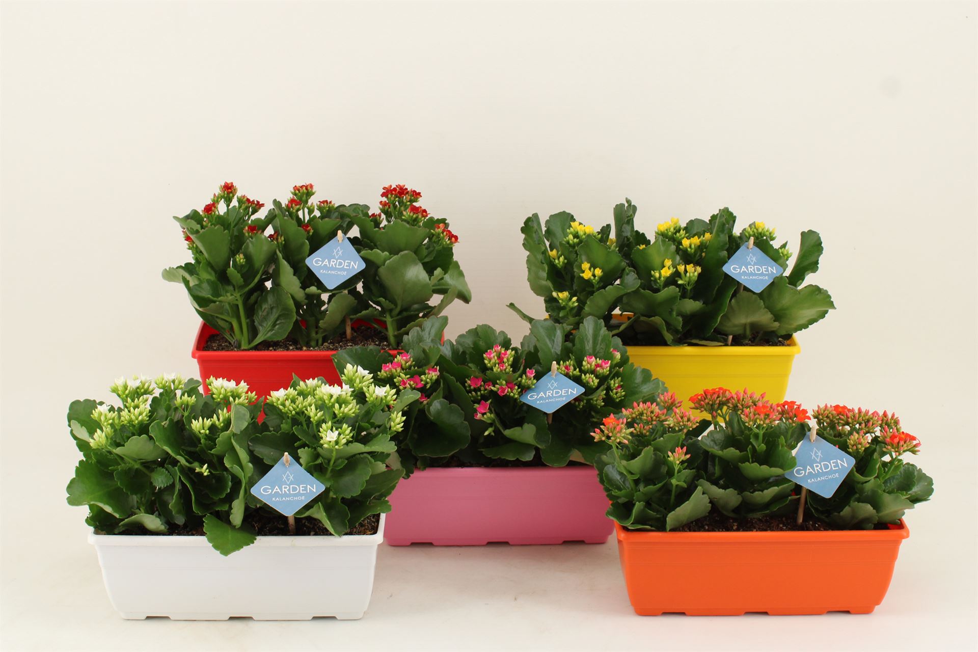 Горшечные цветы и растения оптом Kalanchoe Blos.   ..en Mix от 6шт из Голландии с доставкой по России