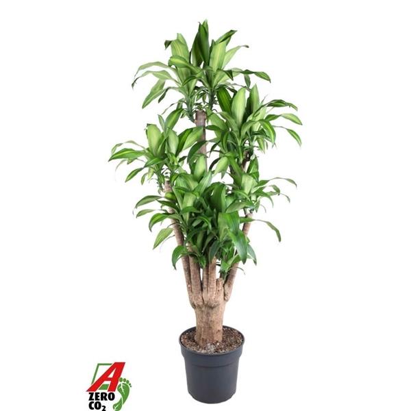 Горшечные цветы и растения оптом Massangeana Branched от 1шт из Голландии с доставкой по России