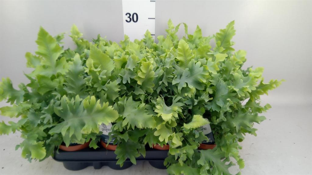 Горшечные цветы и растения оптом Phlebodium Davana от 12шт (для телеги) из Голландии с доставкой по России