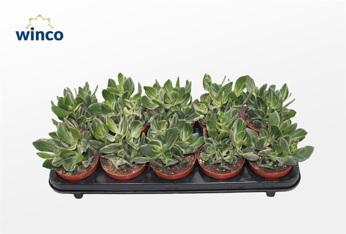 Горшечные цветы и растения оптом Crassula Ovata Variegata от 10шт из Голландии с доставкой по России