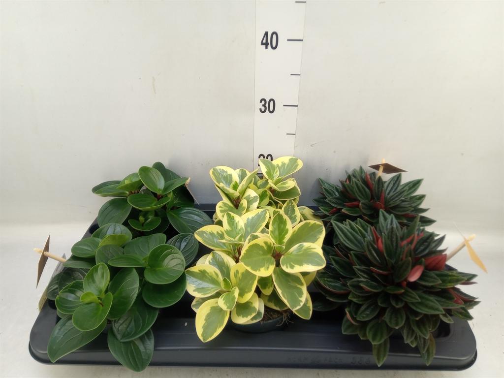 Горшечные цветы и растения оптом Peperomia Mix от 6шт из Голландии с доставкой по России