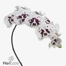 Срезанные цветы оптом Phalaenopsis chian xen panda wine drops (per stem) от 4шт. из Голландии с доставкой по России