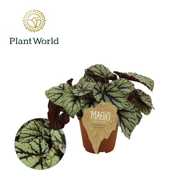 Горшечные цветы и растения оптом Begonia Rex Fedor от 8шт (для телеги) из Голландии с доставкой по России