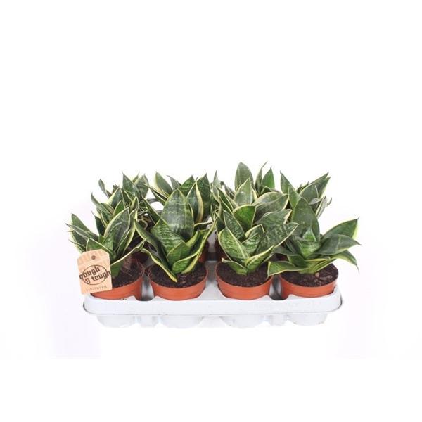 Горшечные цветы и растения оптом Sansevieria Golden Edge Hahnii от 12шт (для телеги) из Голландии с доставкой по России