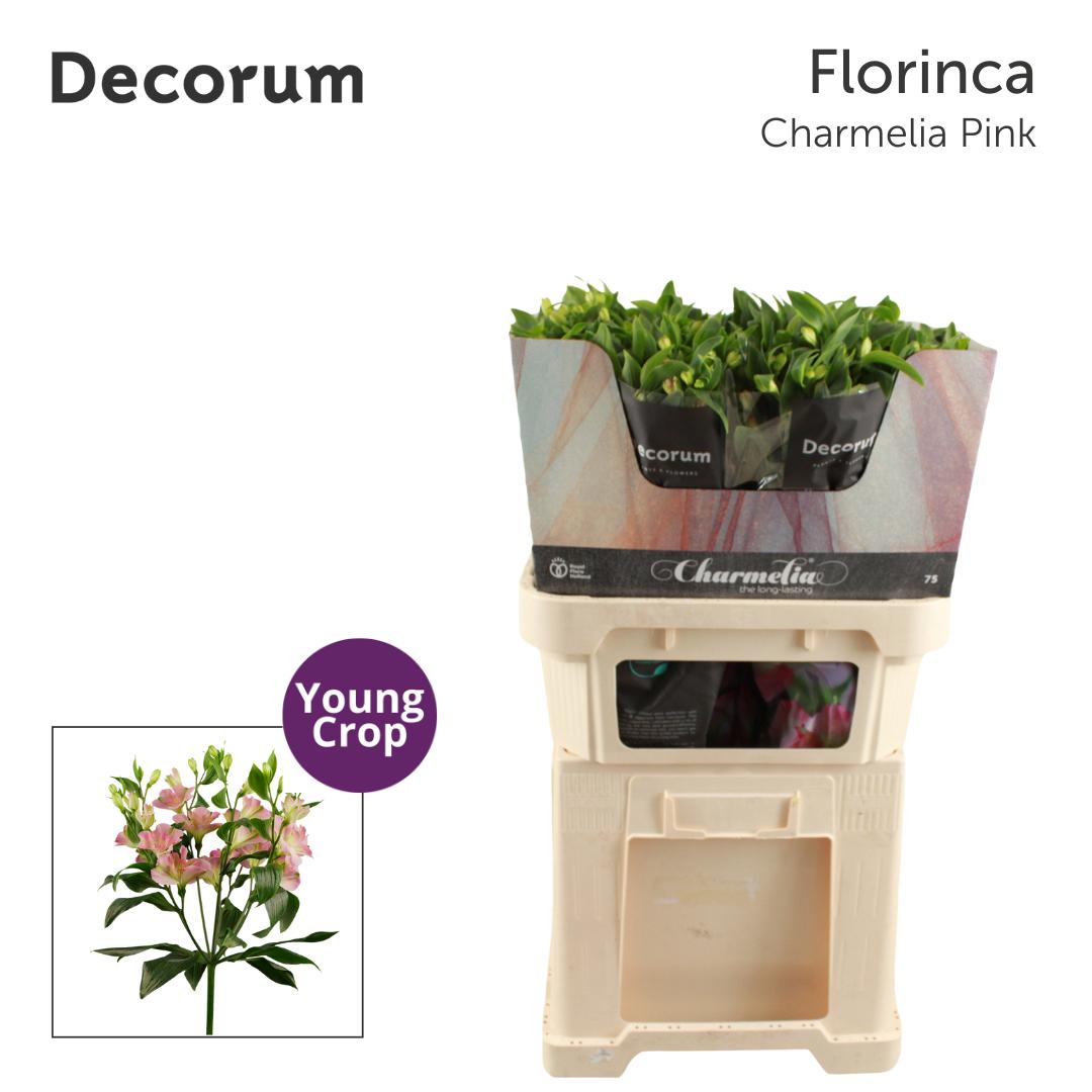 Срезанные цветы оптом Alstroemeria fl charmelia pink от 50шт из Голландии с доставкой по России