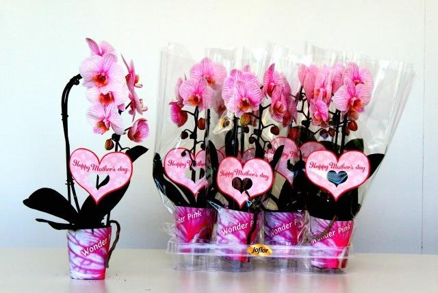 Горшечные цветы и растения оптом Phal Ov от 6шт (для телеги) из Голландии с доставкой по России