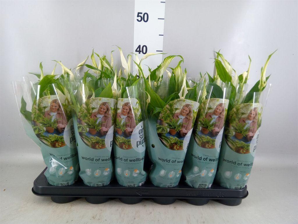 Горшечные цветы и растения оптом Spathiphyllum chopin от 18шт (для телеги) из Голландии с доставкой по России