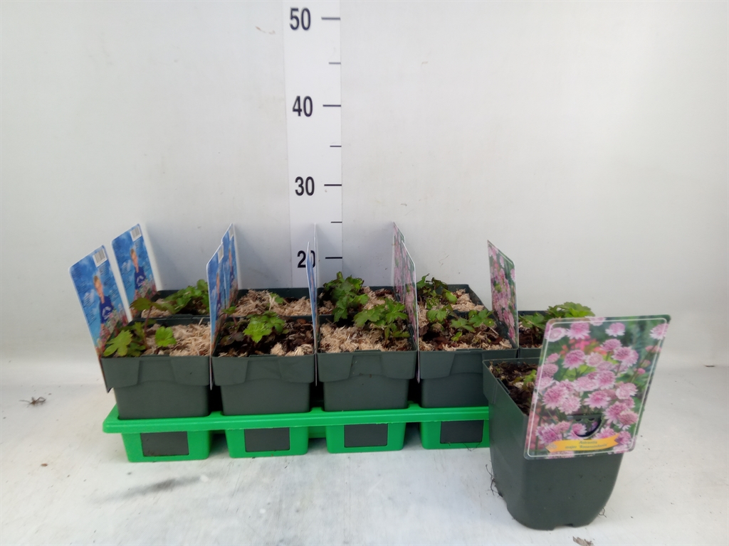 Горшечные цветы и растения оптом Astrantia Major от 10шт из Голландии с доставкой по России