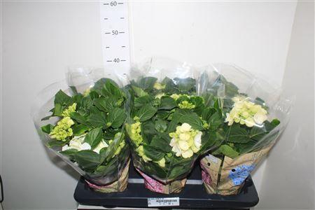 Горшечные цветы и растения оптом Hydr Early White 5-6 от 6шт из Голландии с доставкой по России