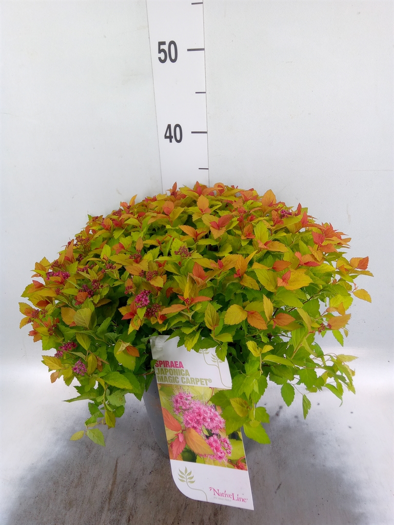 Горшечные цветы и растения оптом Spiraea Japonica от 1шт из Голландии с доставкой по России