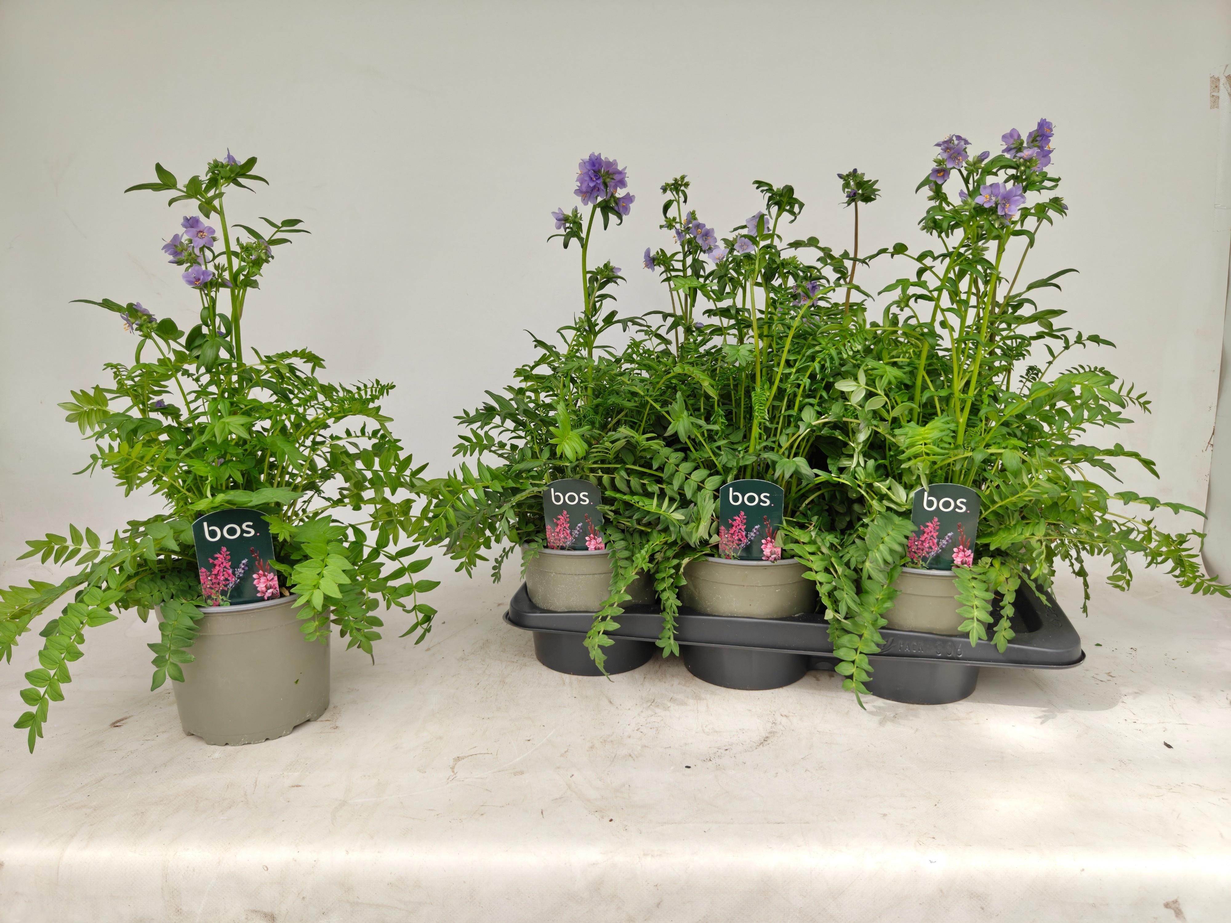 Горшечные цветы и растения оптом Polem Caeruleum от 6шт из Голландии с доставкой по России