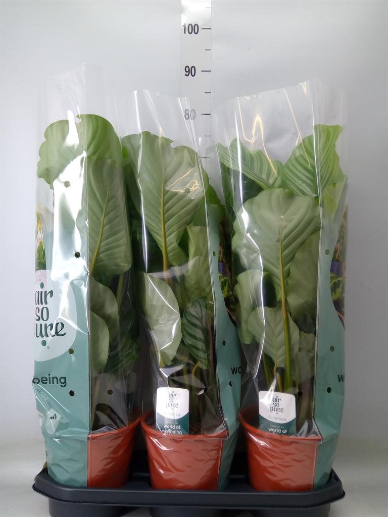 Горшечные цветы и растения оптом Calathea Orbifolia от 3шт из Голландии с доставкой по России