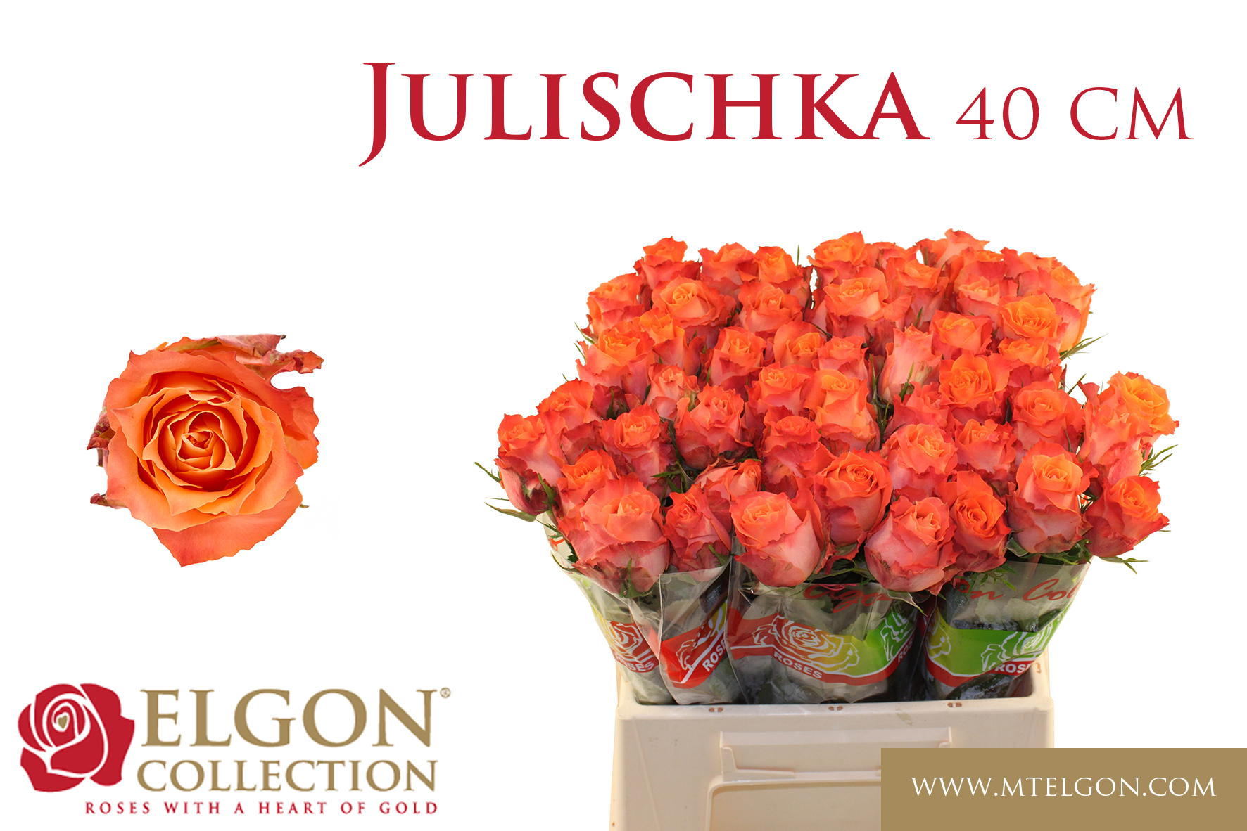 Срезанные цветы оптом Rosa large julischka от 440шт из Голландии с доставкой по России