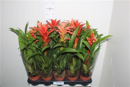 Горшечные цветы и растения оптом Bromelia Gem от 10шт из Голландии с доставкой по России