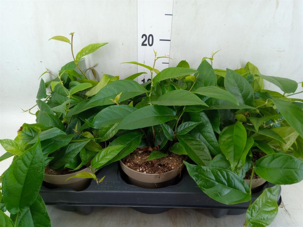 Горшечные цветы и растения оптом Ficus Sagittata от 6шт из Голландии с доставкой по России