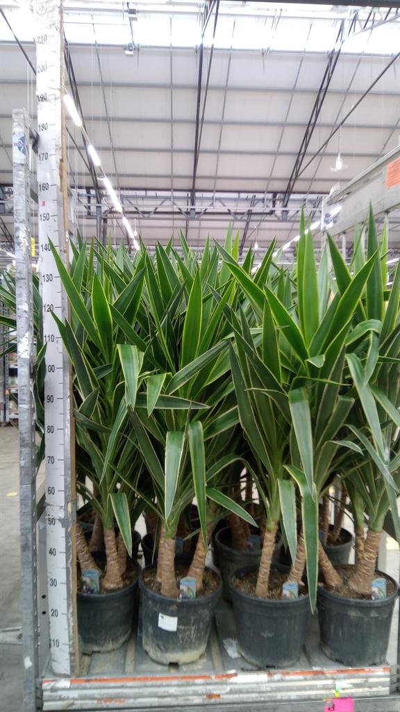 Горшечные цветы и растения оптом Yucca Elephantipes puck ...ks от 1шт из Голландии с доставкой по России