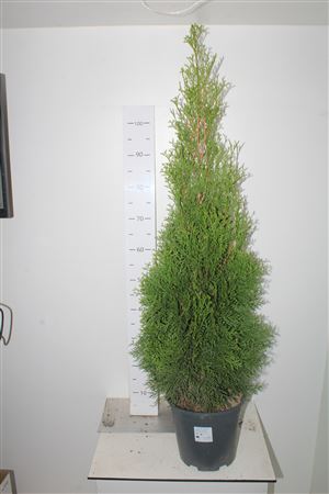 Горшечные цветы и растения оптом Thuja O Smaragd от 1шт из Голландии с доставкой по России