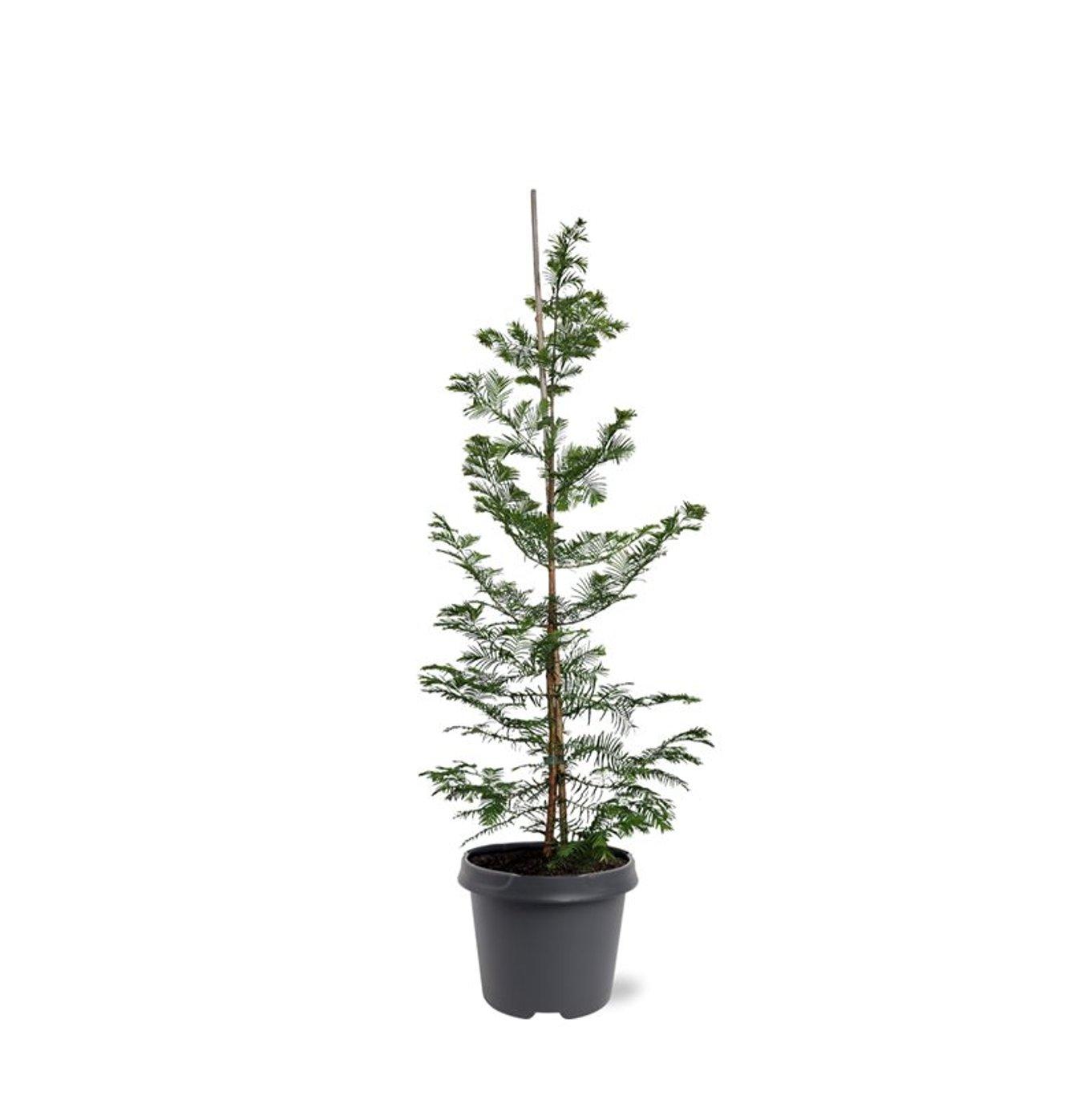 Горшечные цветы и растения оптом Metasequoia Glyptostroboïdes от 1шт из Голландии с доставкой по России