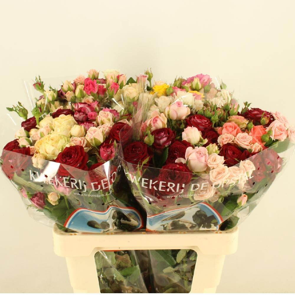 Срезанные цветы оптом Rosa spray mix rainbow (mixbunch) от 40шт из Голландии с доставкой по России