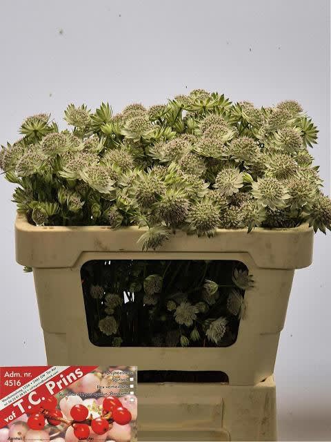 Срезанные цветы оптом Astrantia rosalee от 80шт из Голландии с доставкой по России