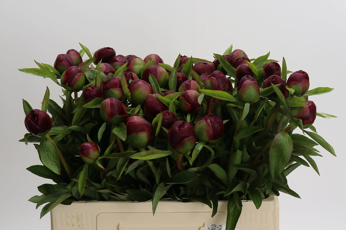 Срезанные цветы оптом Paeonia red grace от 50шт из Голландии с доставкой по России