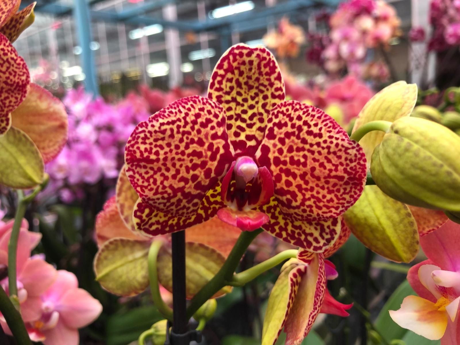 Горшечные цветы и растения оптом Phal 1st Yellow Leopard от 6шт из Голландии с доставкой по России