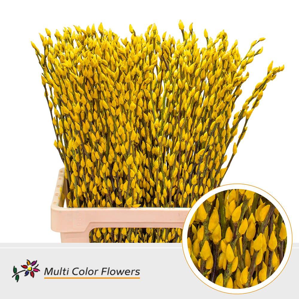Срезанные цветы оптом Salix paint pussy willow yellow от 200шт. из Голландии с доставкой по России