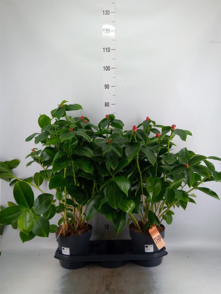Горшечные цветы и растения оптом Planten   ...green L% от 2шт из Голландии с доставкой по России