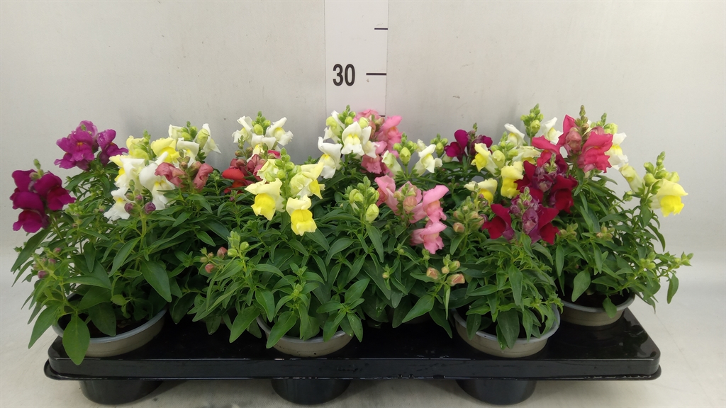 Горшечные цветы и растения оптом Antirrhinum Majus   ...mix от 12шт из Голландии с доставкой по России