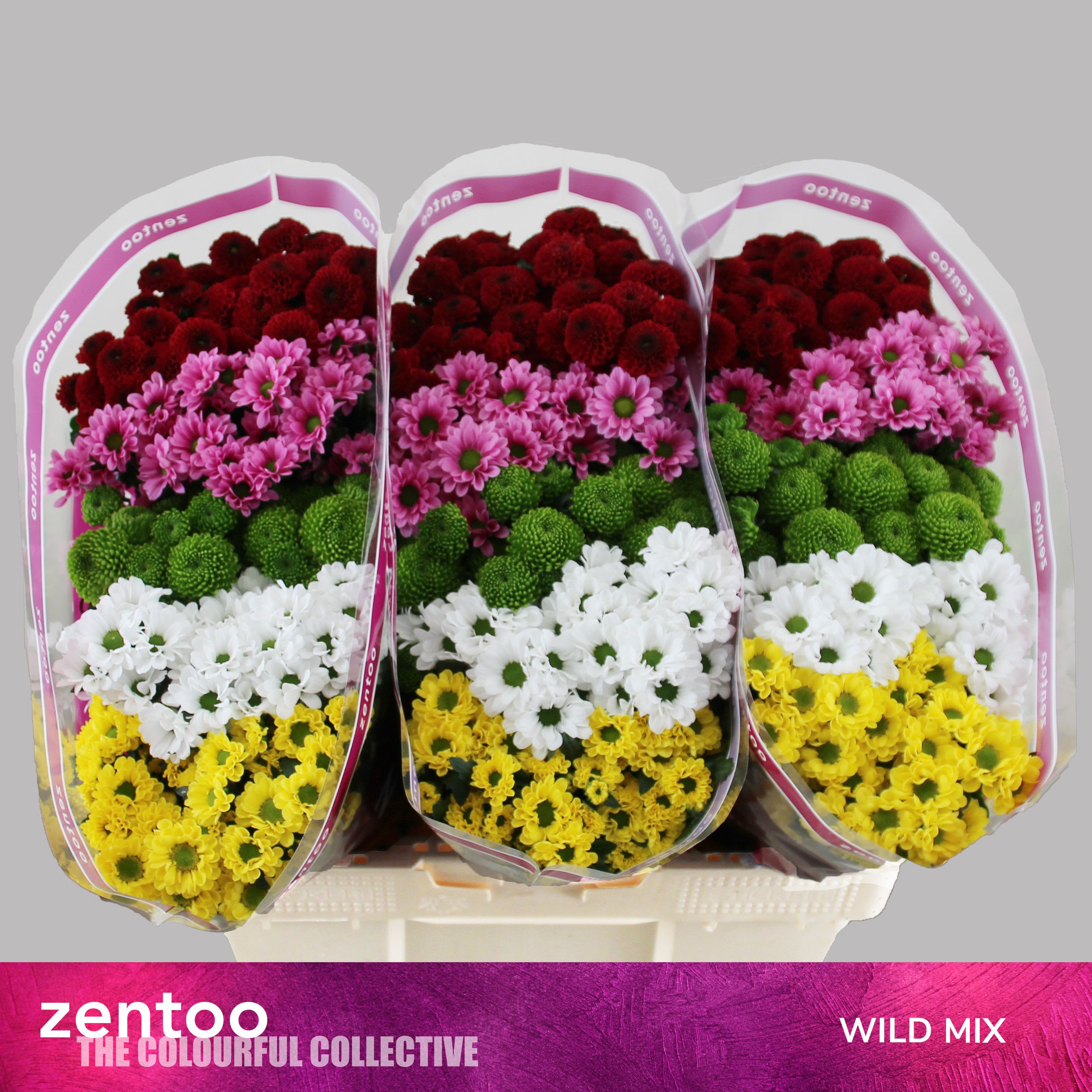 Срезанные цветы оптом Chrys sa mix wild от 225шт. из Голландии с доставкой по России