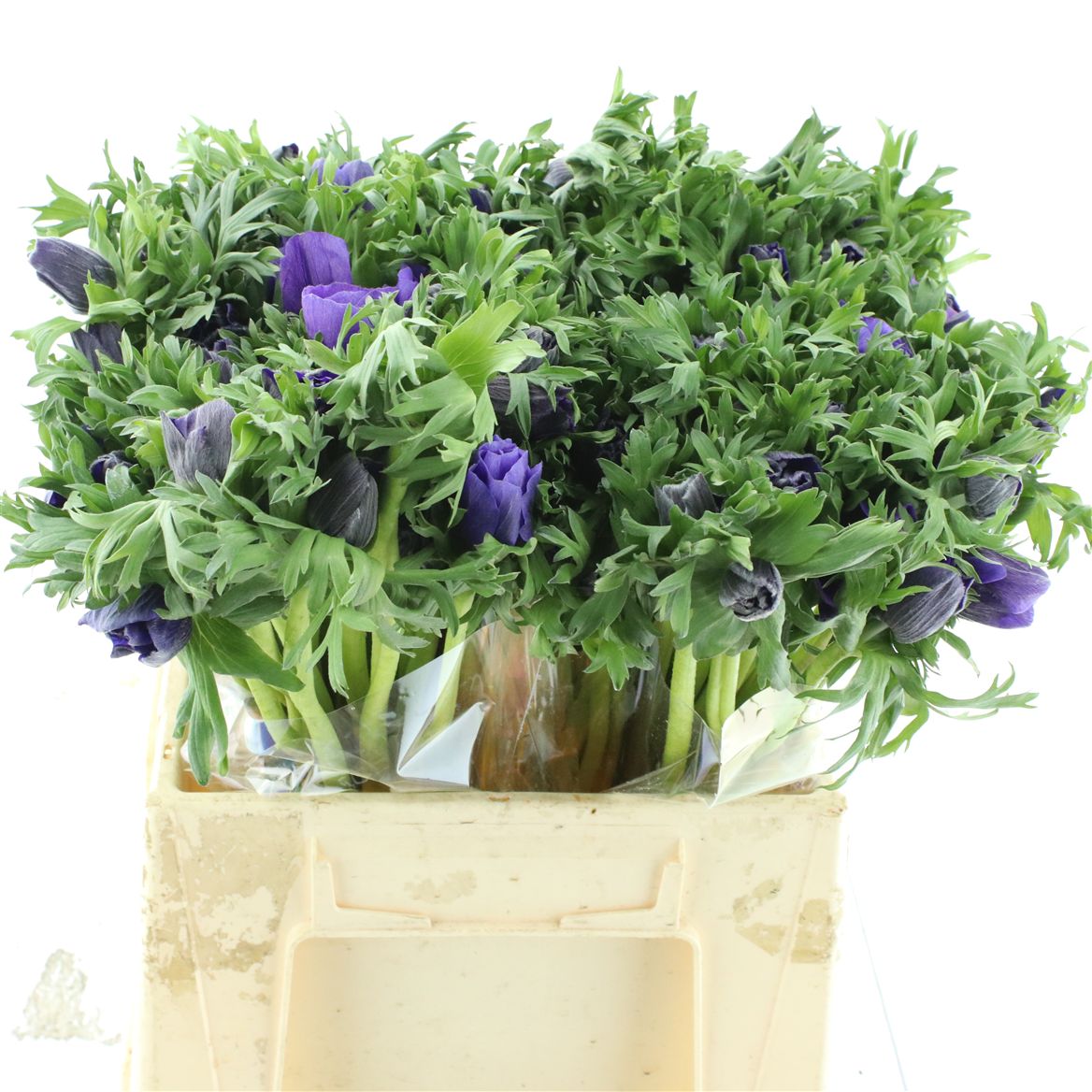 Срезанные цветы оптом Anemone marianne blue от 100шт из Голландии с доставкой по России