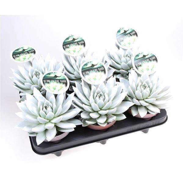 Горшечные цветы и растения оптом Echeveria Glow In The Dark + Etiket от 6шт из Голландии с доставкой по России