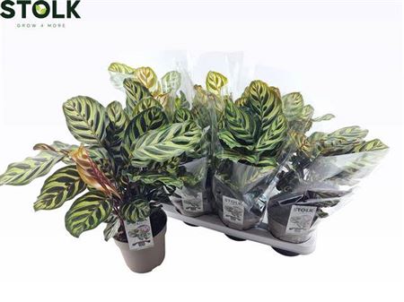 Горшечные цветы и растения оптом Calat Makoyana от 8шт из Голландии с доставкой по России