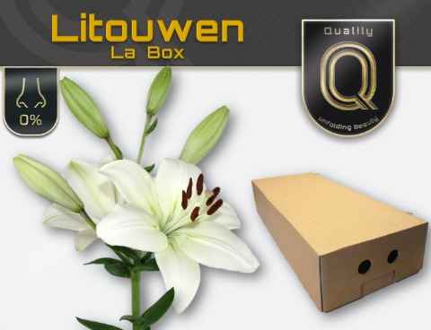 Срезанные цветы оптом Lilium la litouwen от 50шт. из Голландии с доставкой по России