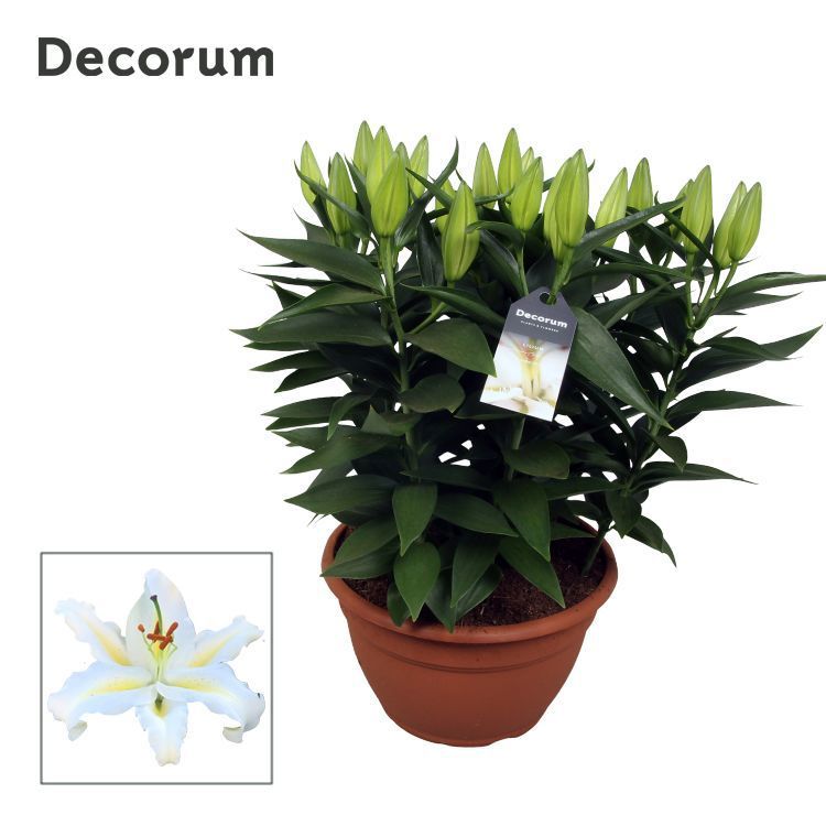 Горшечные цветы и растения оптом Lilium Or White 9pp (decorum) от 1шт из Голландии с доставкой по России