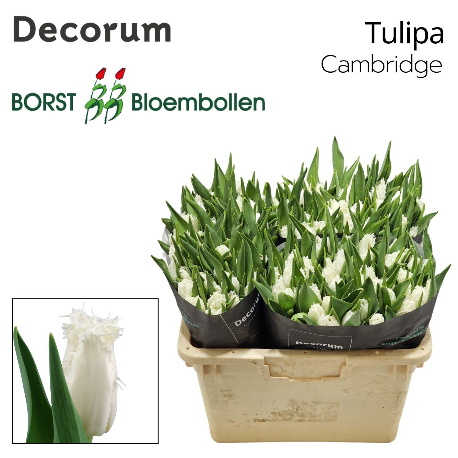 Срезанные цветы оптом Tulipa fr cambridge от 150шт из Голландии с доставкой по России