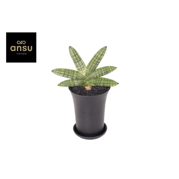 Горшечные цветы и растения оптом Sansevieria Inti Mini No. 5 от 5шт (для телеги) из Голландии с доставкой по России