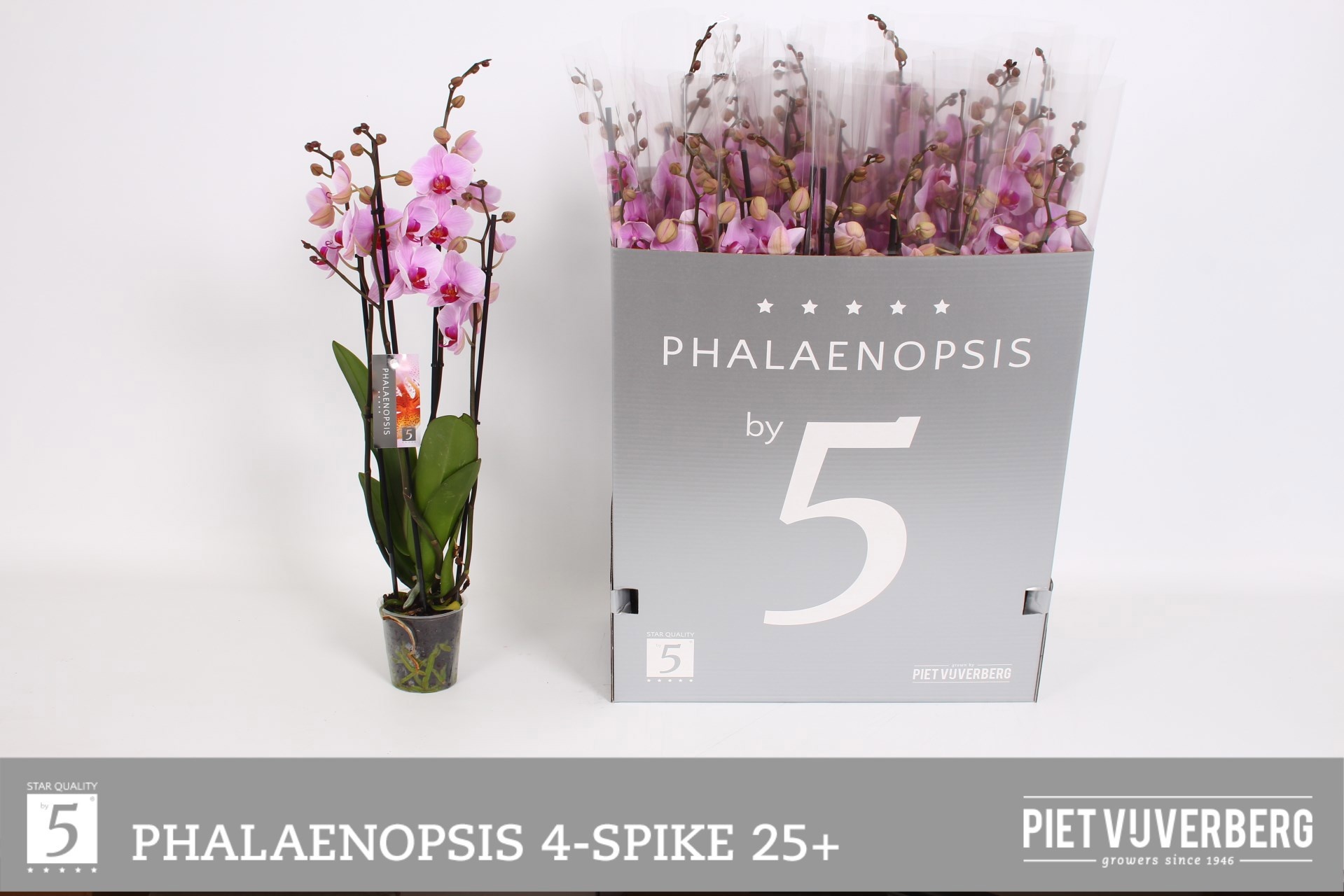 Горшечные цветы и растения оптом Phal Ov Roze от 12шт из Голландии с доставкой по России