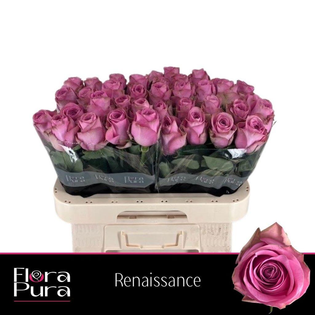 Срезанные цветы оптом Rosa large renaissance от 60шт из Голландии с доставкой по России