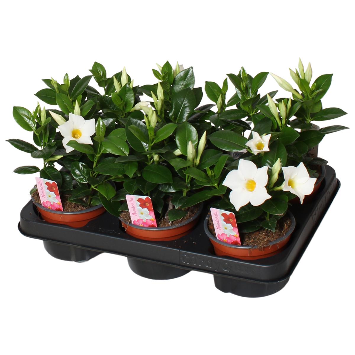 Горшечные цветы и растения оптом Mandevilla Rio, Wit 3 Stek Per Pot от 6шт из Голландии с доставкой по России