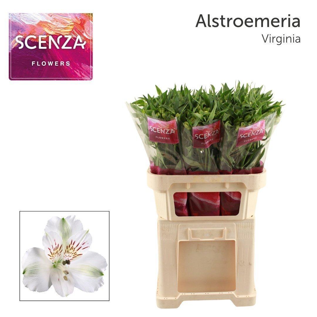 Срезанные цветы оптом Alstroemeria virginia от 60шт. из Голландии с доставкой по России
