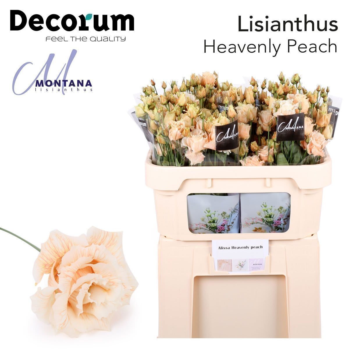 Срезанные цветы оптом Lisianthus do paint heavenly peach от 140шт из Голландии с доставкой по России