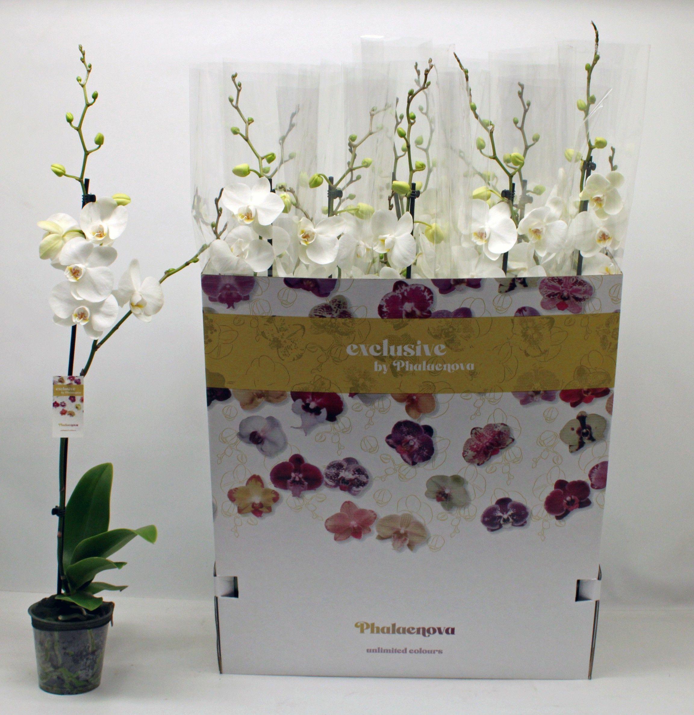 Горшечные цветы и растения оптом Phal Ov Wit от 12шт из Голландии с доставкой по России