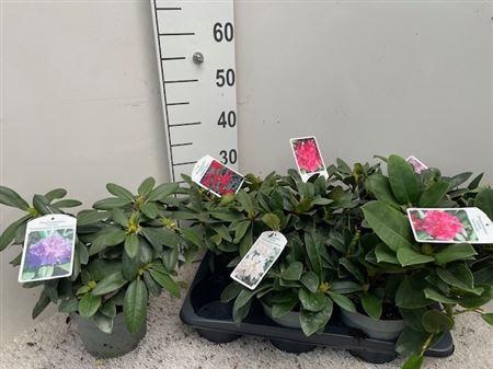 Горшечные цветы и растения оптом Rhod Gem Outdoor от 6шт из Голландии с доставкой по России