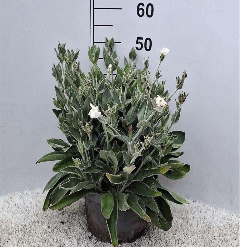 Горшечные цветы и растения оптом Lychnis   ... от 1шт из Голландии с доставкой по России