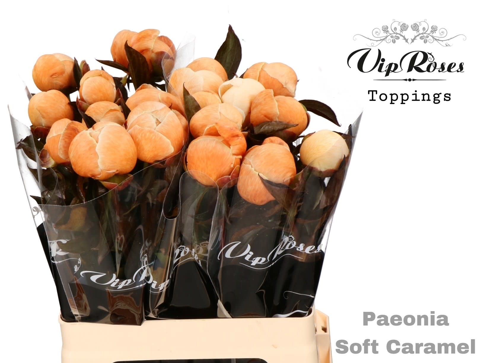 Срезанные цветы оптом Paeonia paint soft caramel от 20шт из Голландии с доставкой по России